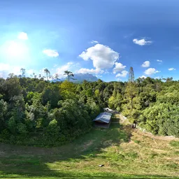 Forest green tree cloud