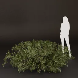 SJ-Tiny Leaf Texture Bush