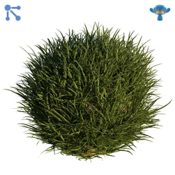 Highly detailed Blender 3D grass model with realistic PBR textures and customizable particle system settings.