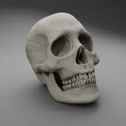 Human Skull Bone