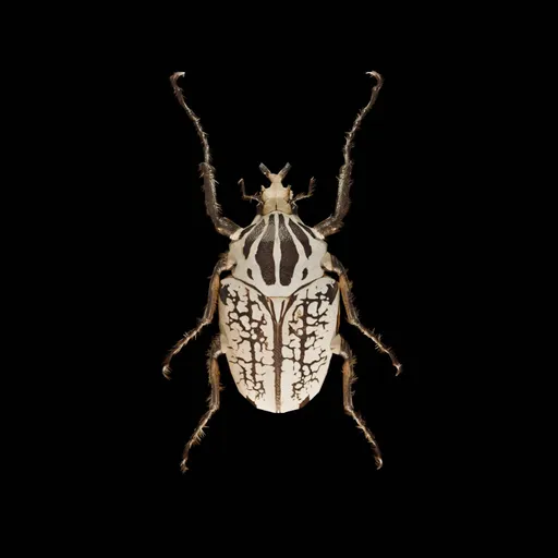Wild Bug