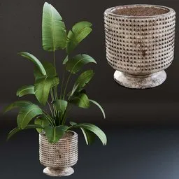 3D model of Bird of Paradise plant in a textured dirt pot, suitable for Blender 3D, perfect for indoor nature scenes.