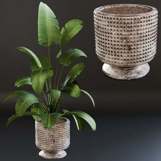3D model of Bird of Paradise plant in a textured dirt pot, suitable for Blender 3D, perfect for indoor nature scenes.