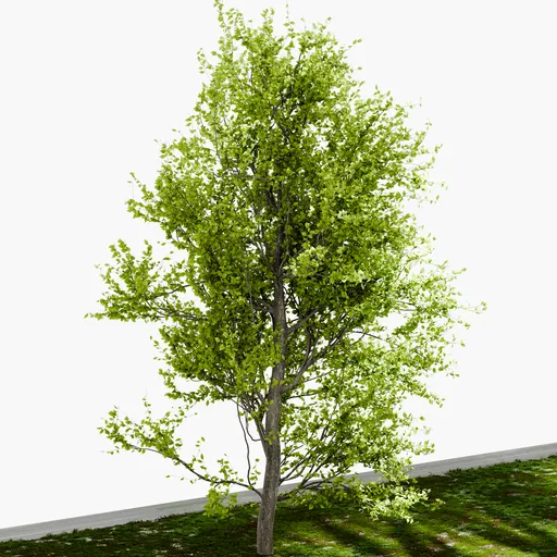 Tree Yoshino cherry - Dense Tree