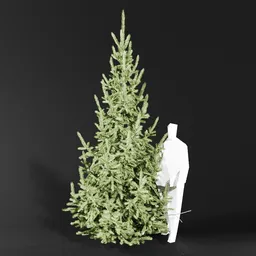 Norway Spruce Picea Abies 3.5m