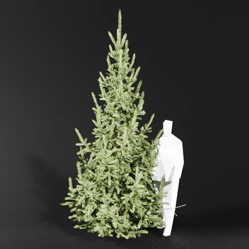 Norway Spruce Picea Abies 3.5m