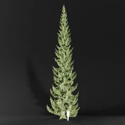 Norway Spruce Picea Abies 20m