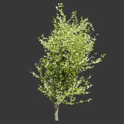Blossoming Cherry Tree