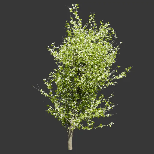 Blossoming Cherry Tree