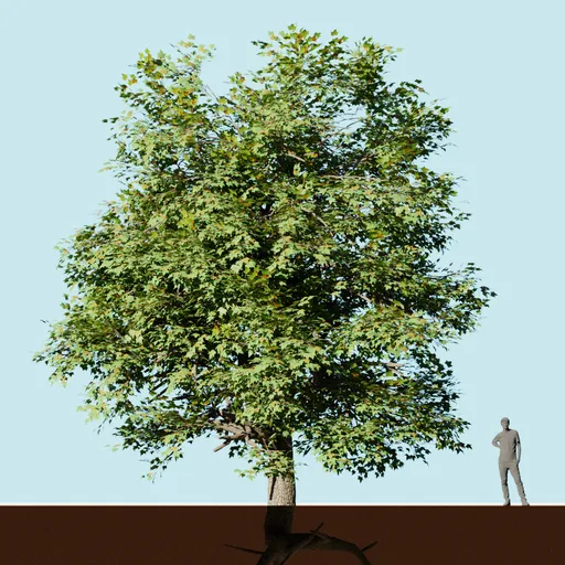 Ahorn tree