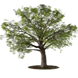 Detailed Blender 3.6 oak tree 3D model with 25,000 polygons, rendered in cycles, available in blend format.