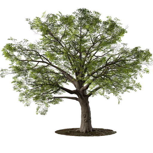 Detailed Blender 3.6 oak tree 3D model with 25,000 polygons, rendered in cycles, available in blend format.