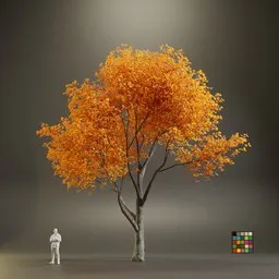 European Maple Acer Platanoide