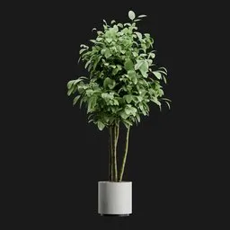 Potted Ficus Benjamina Weeping Fig
