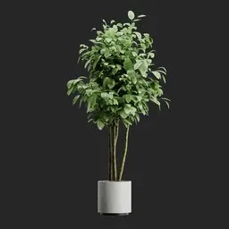 Potted Ficus Benjamina Weeping Fig