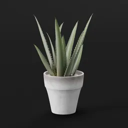 Aloe Vera Potted Plant