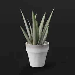 Aloe Vera Potted Plant