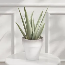 Aloe Vera Potted Plant