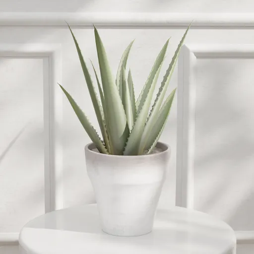 Aloe Vera Potted Plant