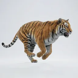 Tiger Rigged Animated Groomed