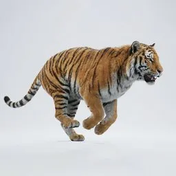 Tiger Rigged Animated Groomed