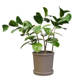 Potted Rubber Plant