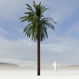 Dactylifera Palm Tree