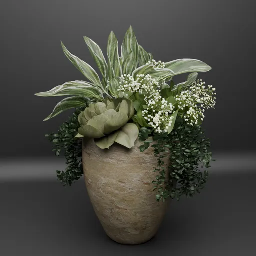succulent plants in pots