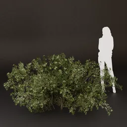 SJ-Dark Leaf Cluster Bush.blend
