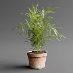Asparagus Fern in Terracotta Pot