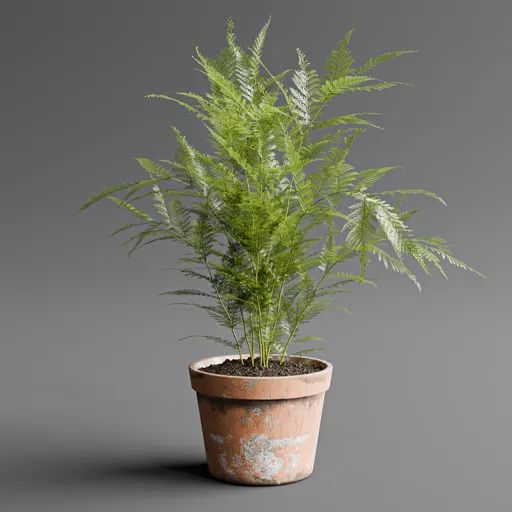 Asparagus Fern in Terracotta Pot