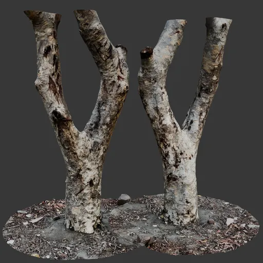 Forked Tree Trunks