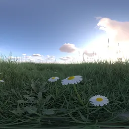 Morning light grass 16k