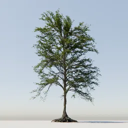 Detailed 3D model of a leafy tree with visible roots, compatible with Blender for digital art projects.