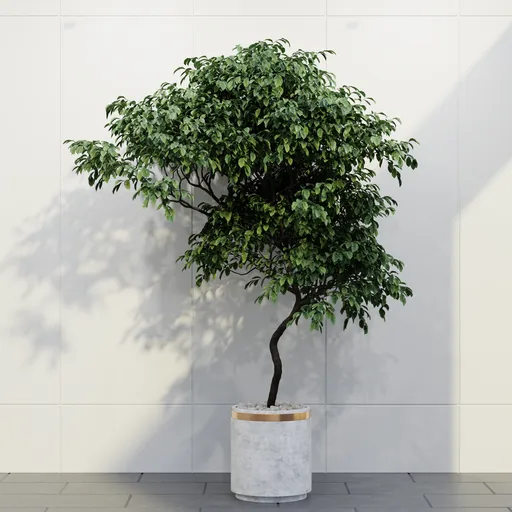 Elegant Indoor Ficus Tree