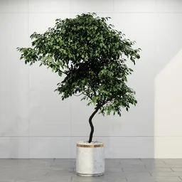 Elegant Indoor Ficus Tree