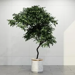 Elegant Indoor Ficus Tree