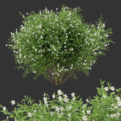 Flowering Bush Plant