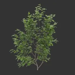 Single Ivy Wall Bush Plant
