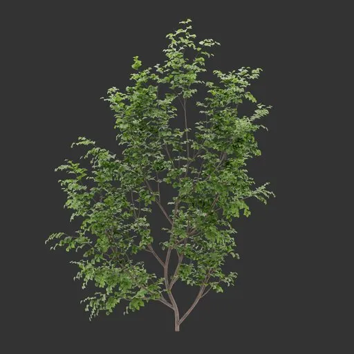 Single Ivy Wall Bush Plant