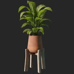 aspidistra plant