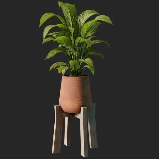 aspidistra plant