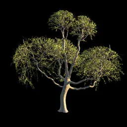 Forest Tree