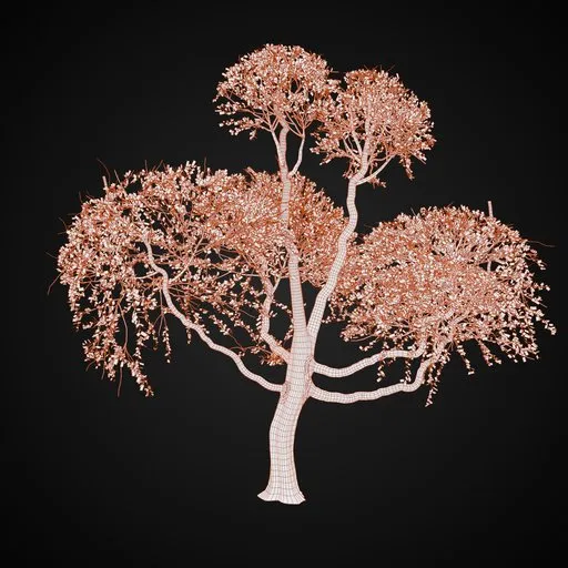 Forest Tree