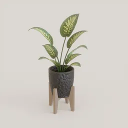 Potted Dieffenbachia