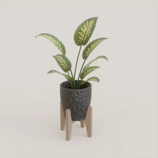 Potted Dieffenbachia