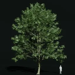 Hornbeam Ancient