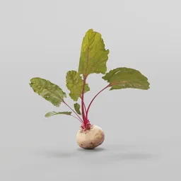 High-resolution 3D beetroot with detailed leaves optimized for Blender.