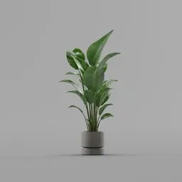 Large Tropical Indoor Plant with Pot