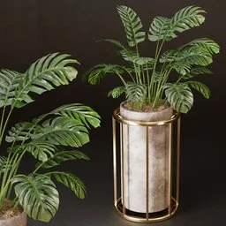 Golden monstera elegance pot